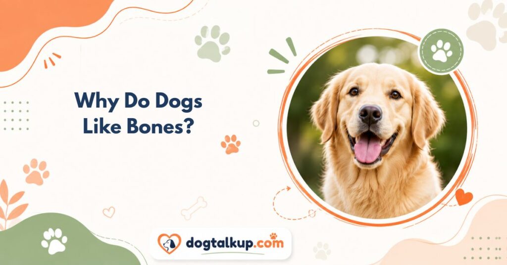 Why Do Dogs Like Bones?