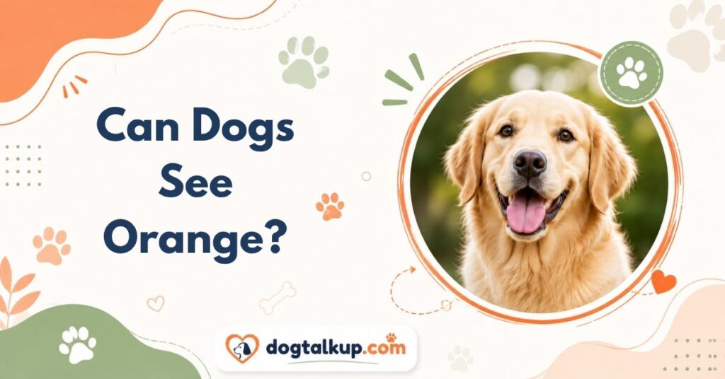 Can Dogs See Orange?