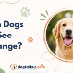 Can Dogs See Orange?