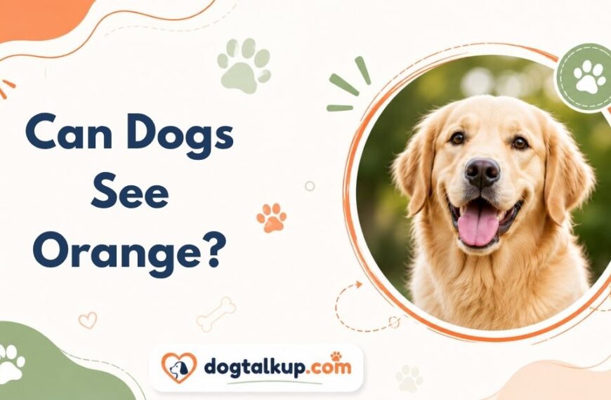 Can Dogs See Orange?