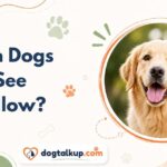 Can Dogs See Yellow?