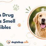 Can Drug Dogs Smell Edibles