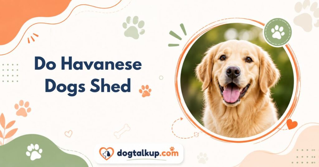 Do Havanese Dogs Shed