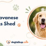 Do Havanese Dogs Shed
