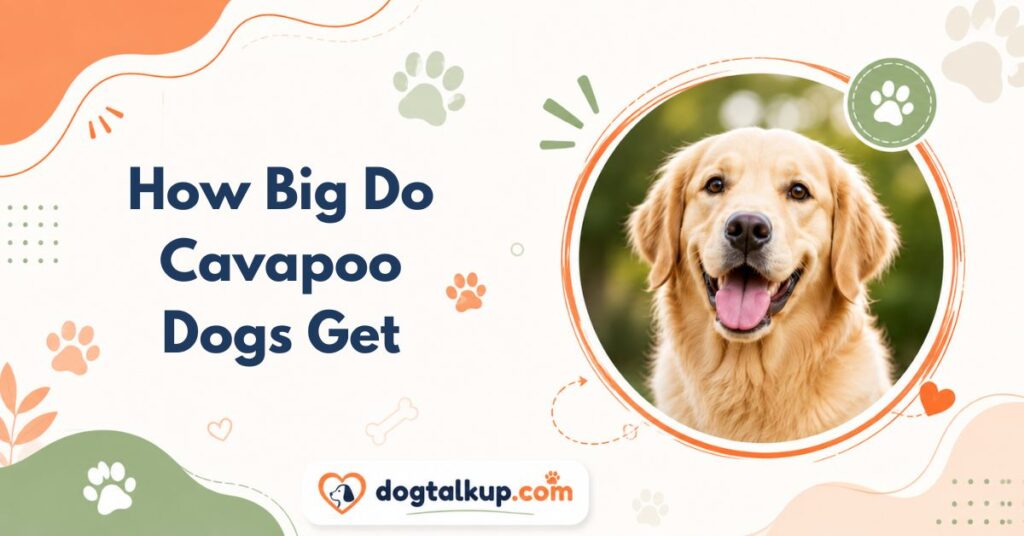 How Big Do Cavapoo Dogs Get