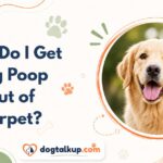 How Do I Get Dog Poop Out of Carpet?