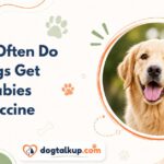 How Often Do Dogs Get Rabies Vaccine