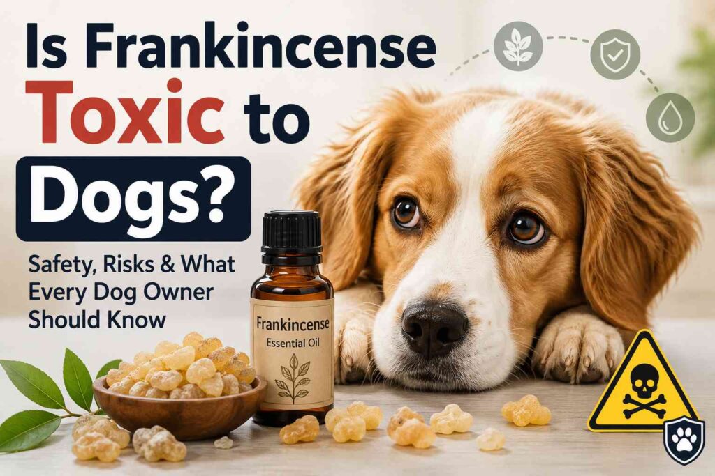 Is Frankincense Toxic to Dogs?