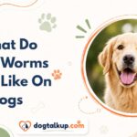 What Do Ring Worms Look Like On Dogs