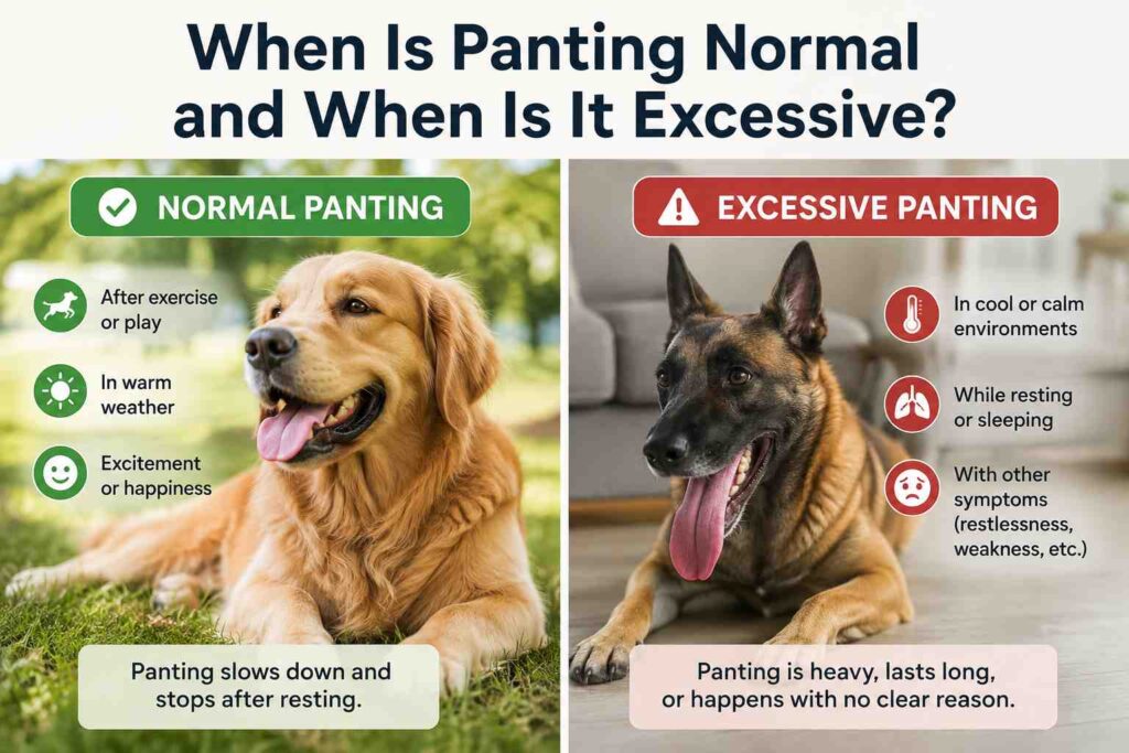 When Is Panting Normal and When Is It Excessive?