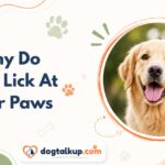 Why Do Dogs Lick At Their Paws
