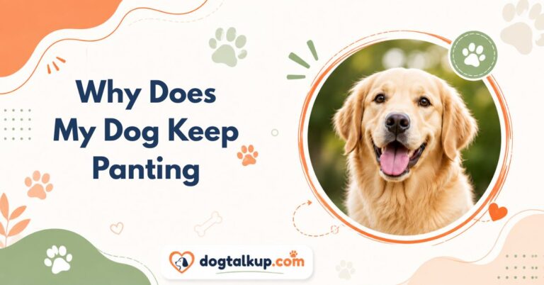 Why Does My Dog Keep Panting