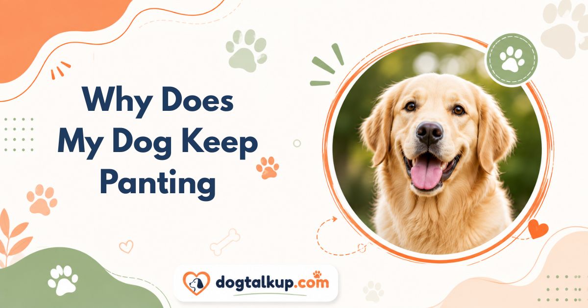 Why Does My Dog Keep Panting