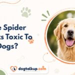 Are Spider Plants Toxic To Dogs?