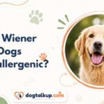 Are Wiener Dogs Hypoallergenic?