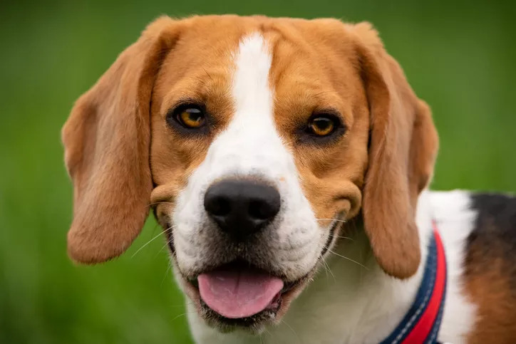 Beagle