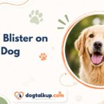 Blood Blister on Dog