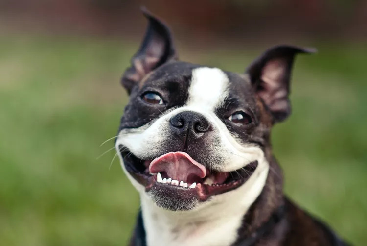 Boston Terrier