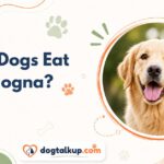 Can Dogs Eat Bologna?