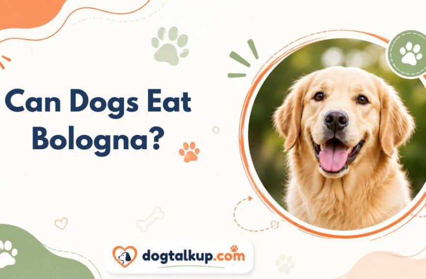 Can Dogs Eat Bologna?