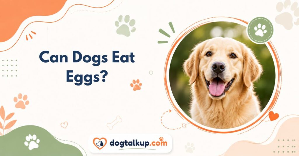 Can Dogs Eat Eggs?