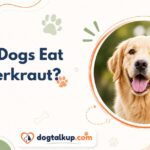 Can Dogs Eat Sauerkraut?