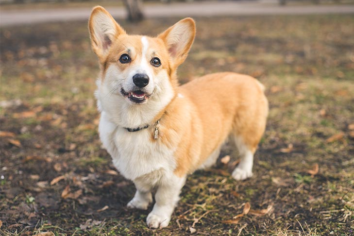 Corgi (Pembroke Welsh)