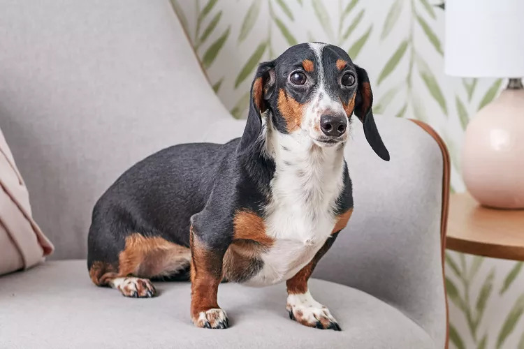 Dachshund