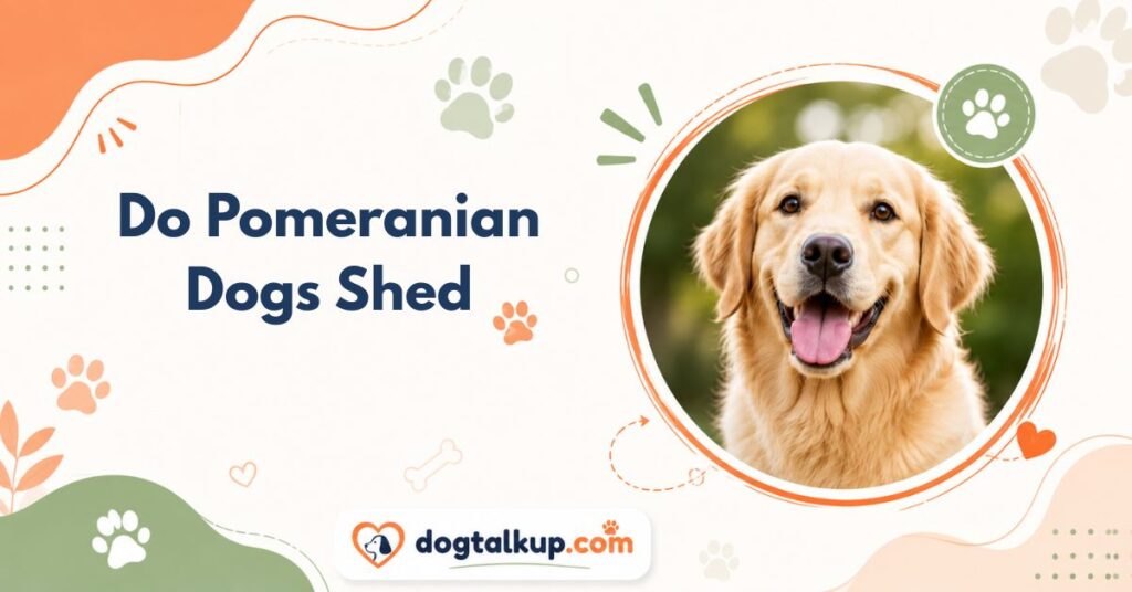 Do Pomeranian Dogs Shed
