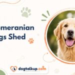 Do Pomeranian Dogs Shed