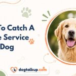 How To Catch A Fake Service Dog