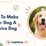 How To Make Your Dog A Service Dog