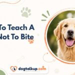 How To Teach A Dog Not To Bite
