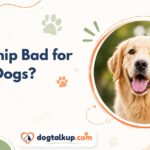 Is Catnip Bad for Dogs?