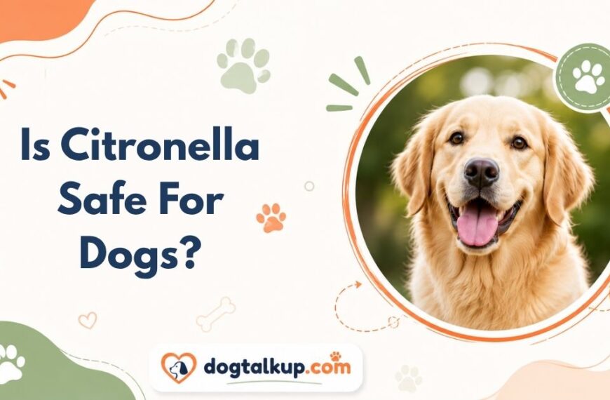 Is Citronella Safe For Dogs?