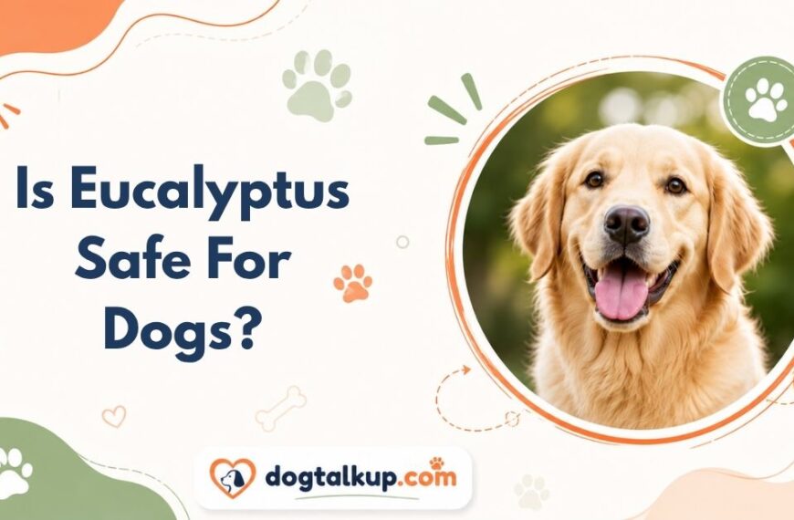 Is Eucalyptus Safe For Dogs?