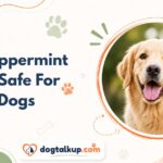 Is Peppermint Oil Safe For Dogs?