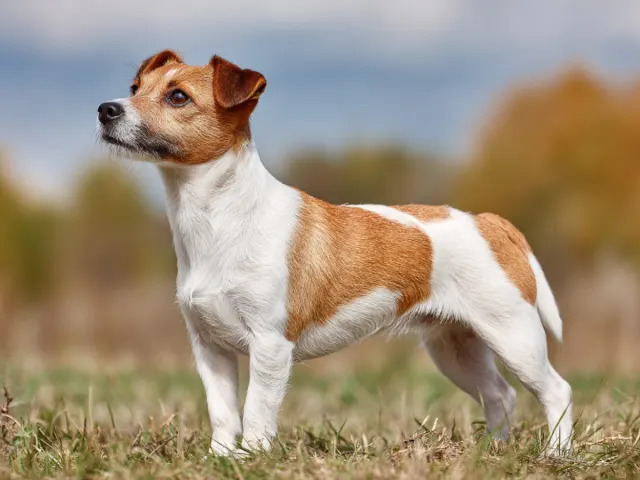 Jack Russell Terrier