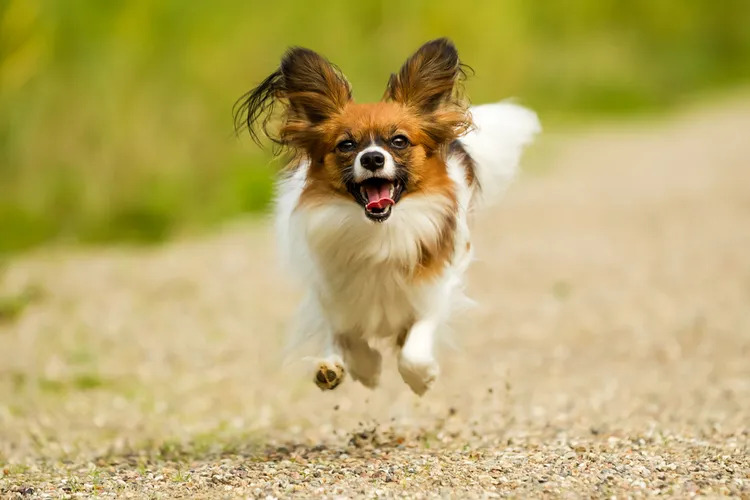 Papillon