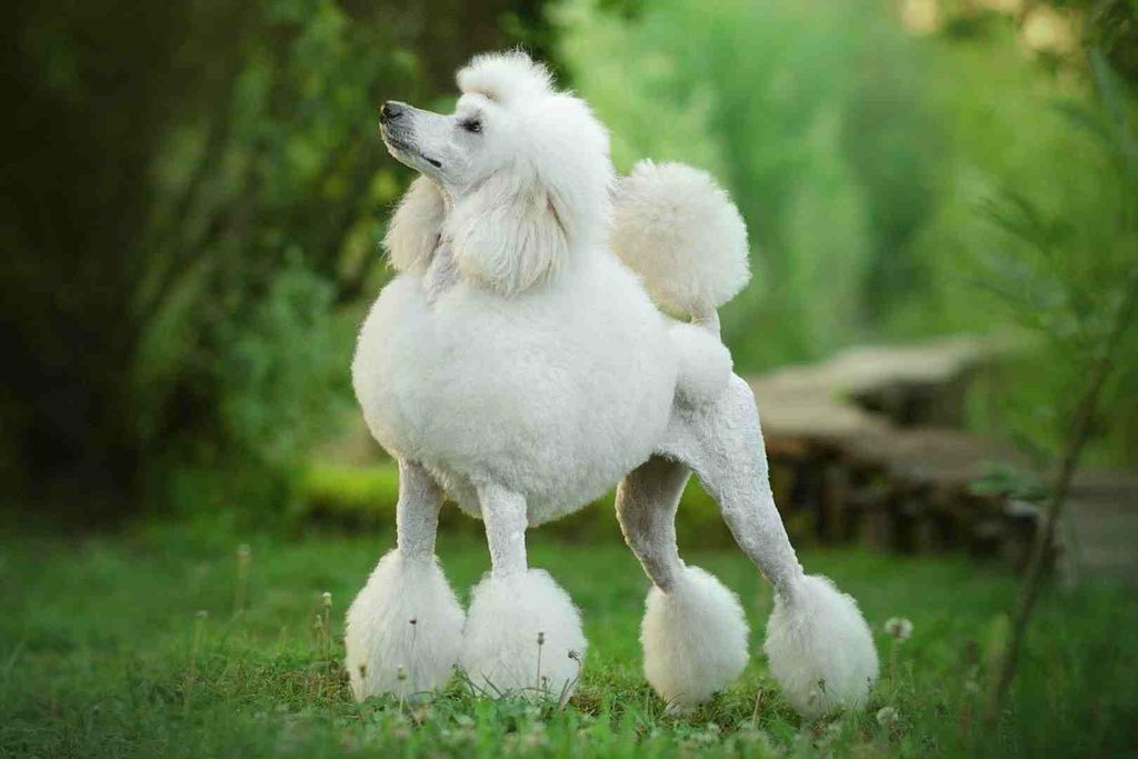 Poodle (Miniature/Toy)