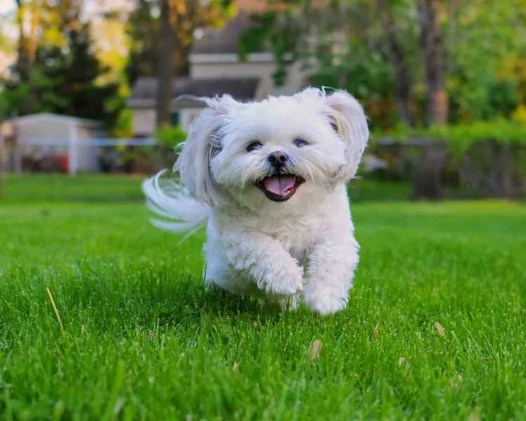 Shih Tzu