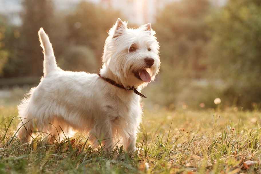 West Highland White Terrier (Westie)