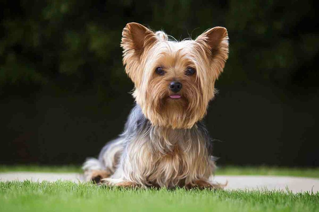 Yorkshire Terrier