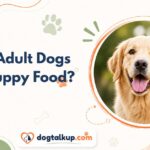 Can Adult Dogs Eat Puppy Food?