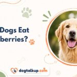Can Dogs Eat Blueberries?