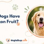 Can Dogs Have Dragon Fruit?