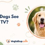 Can Dogs See TV?