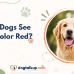 Can Dogs See the Color Red?