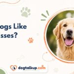 Do Dogs Like Kisses?