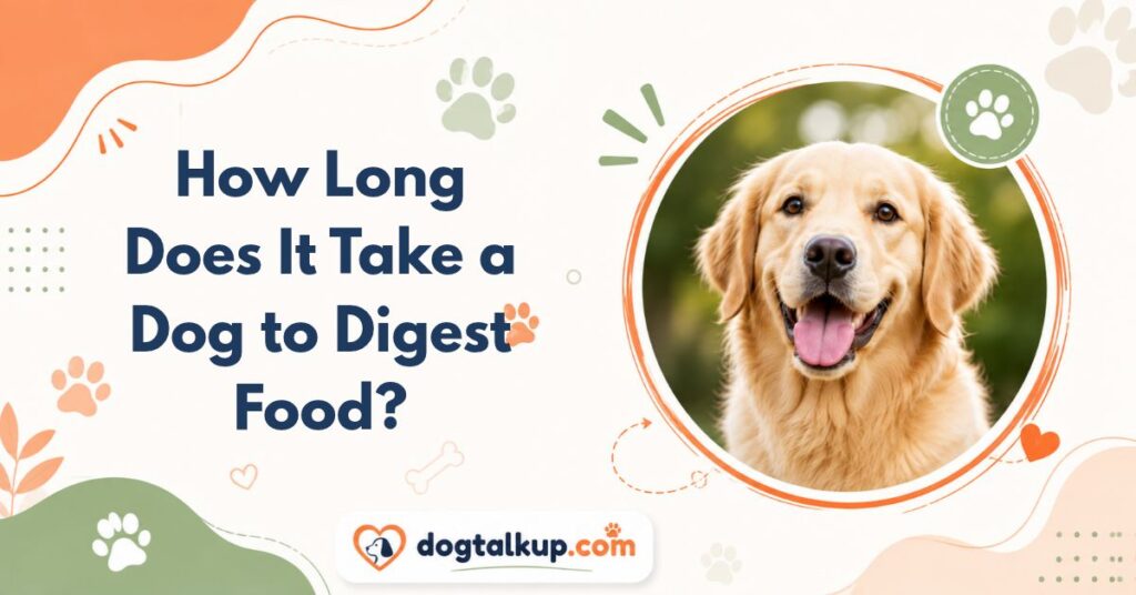 How Long Does It Take a Dog to Digest Food?